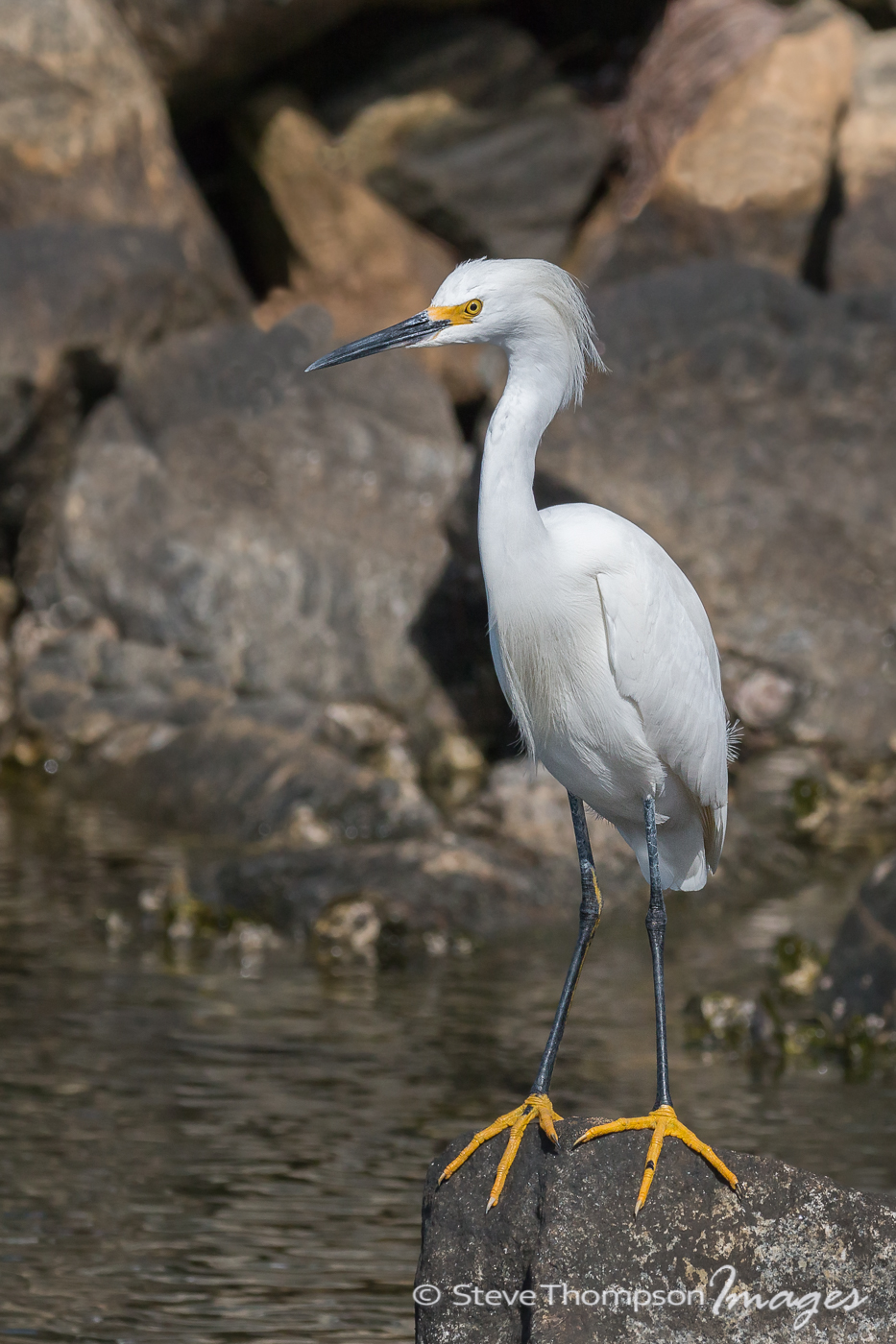Snowy Egret On The Rocks
