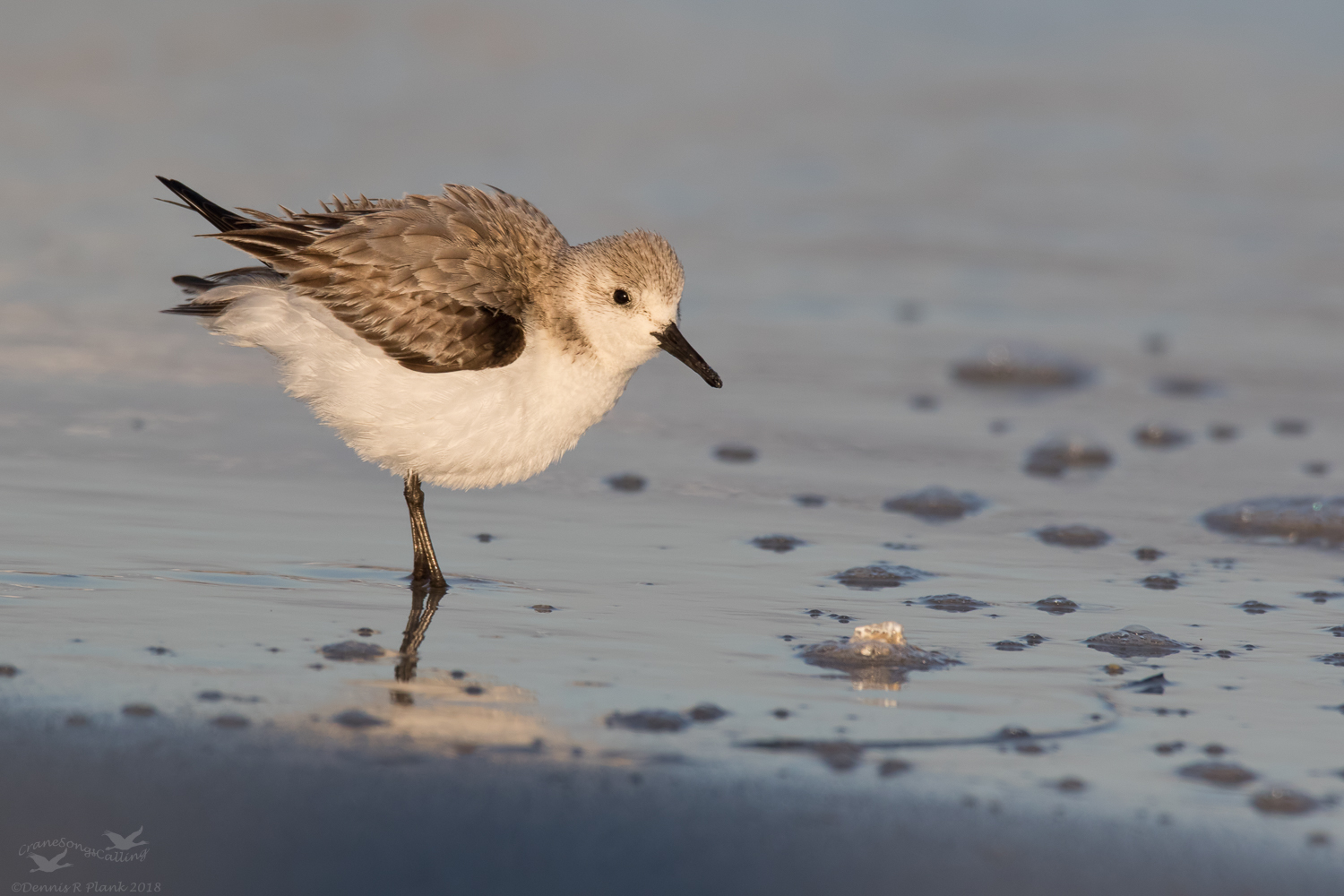 Sanderling