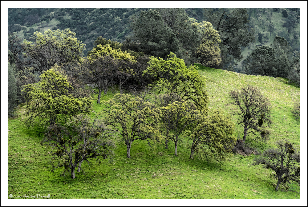 Sierra Foothill Equinox
