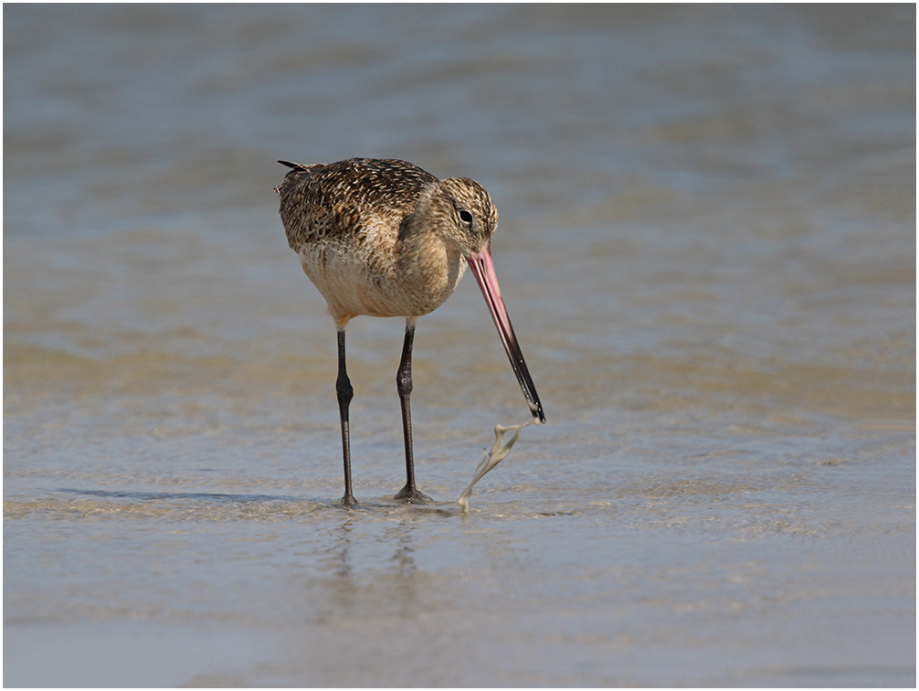 Marbled Godwit