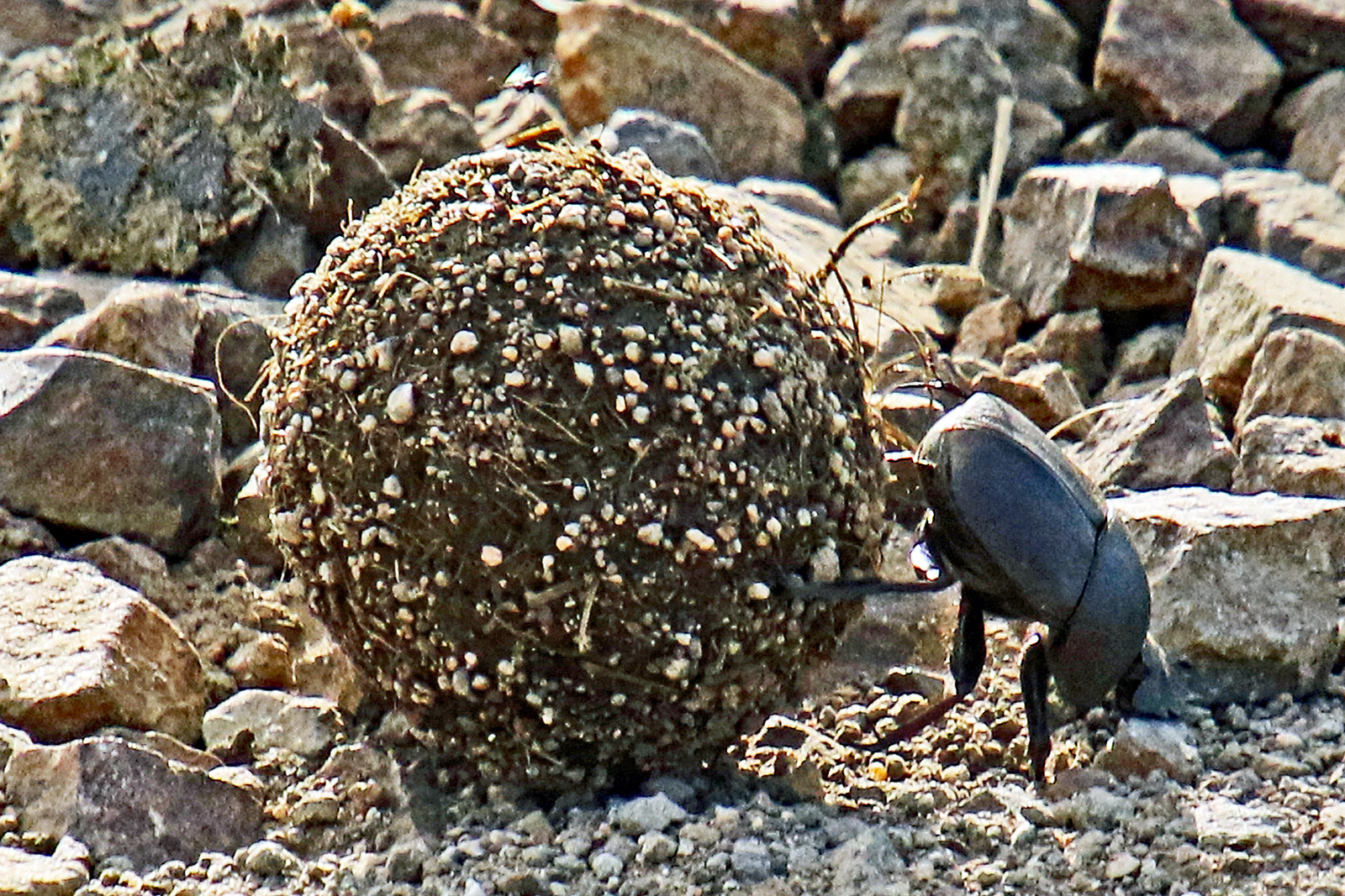 Dung beetle