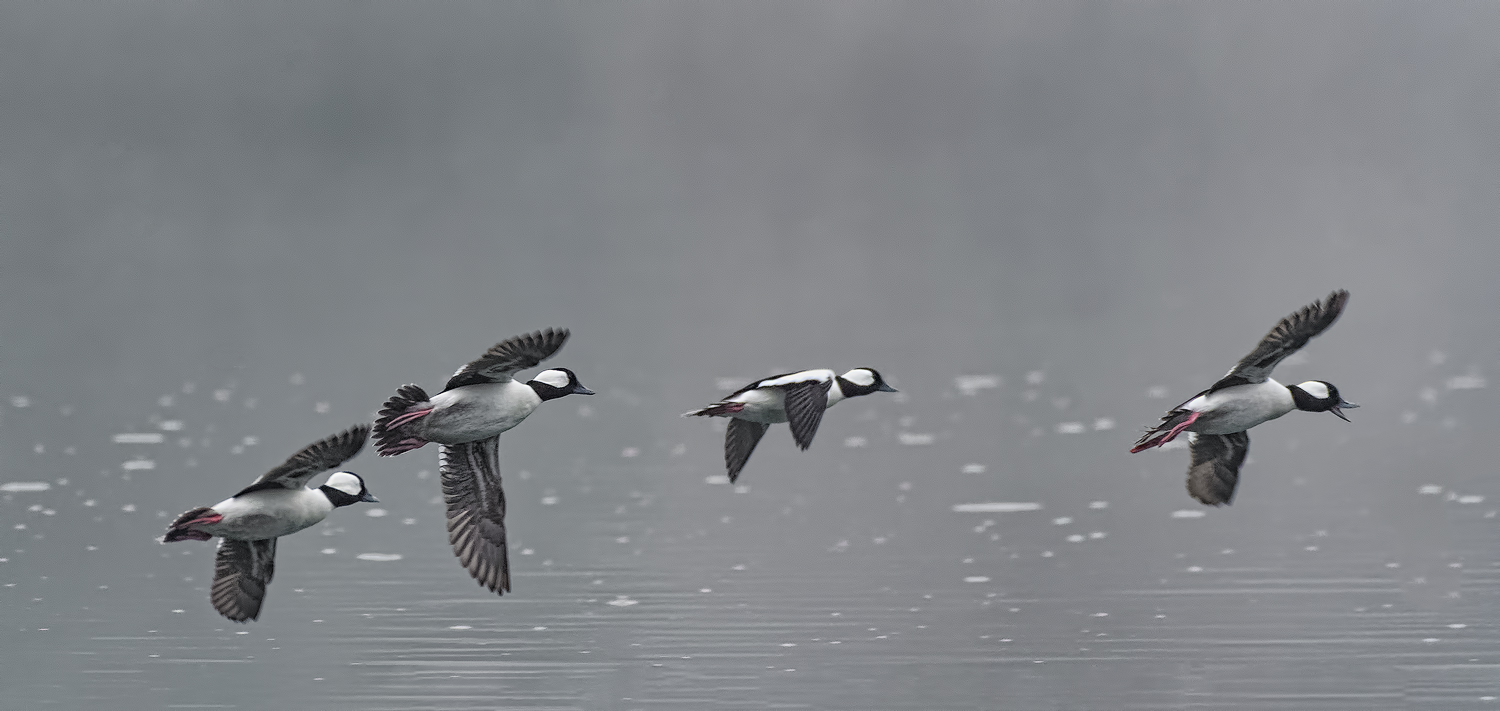 Buffleheads in Flight