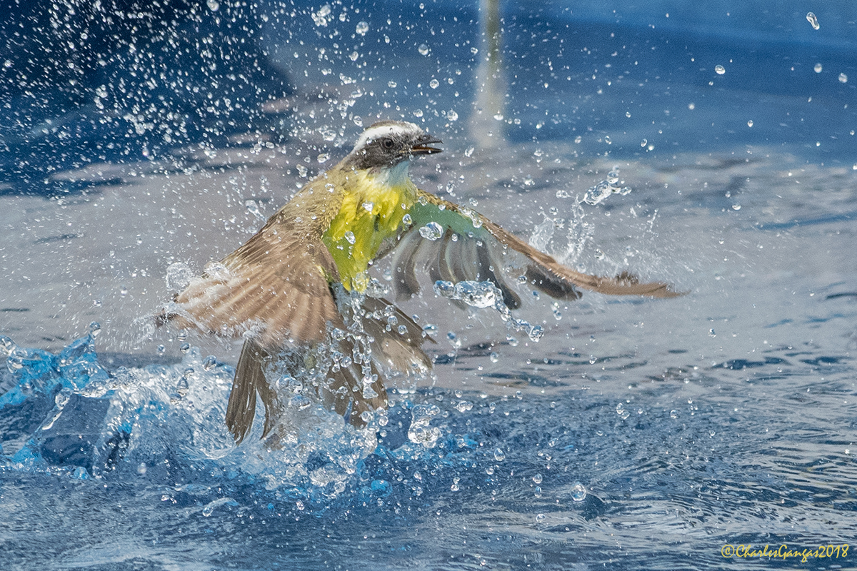 Kiskadee_Cooling Off
