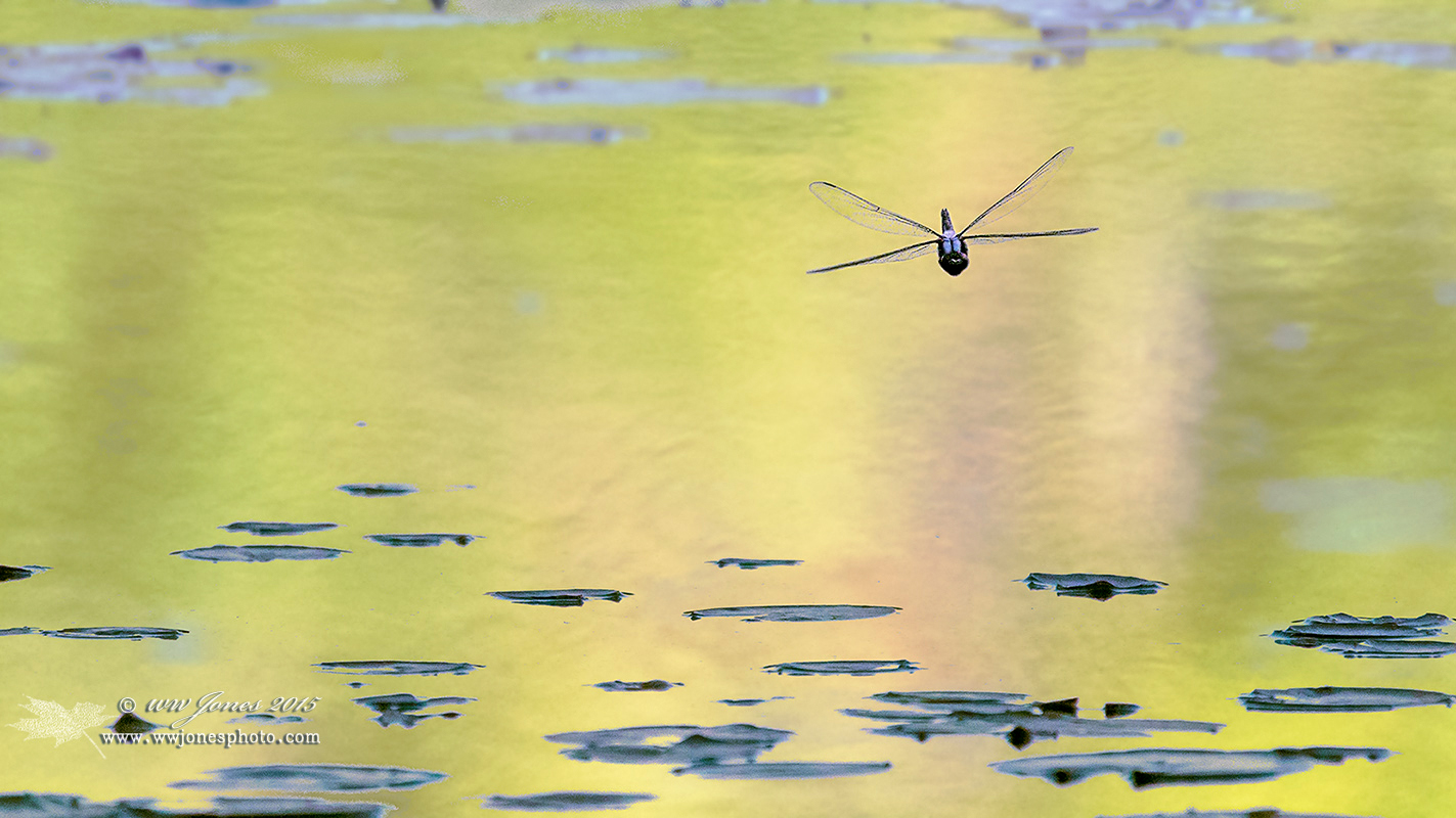 Sunset Flight