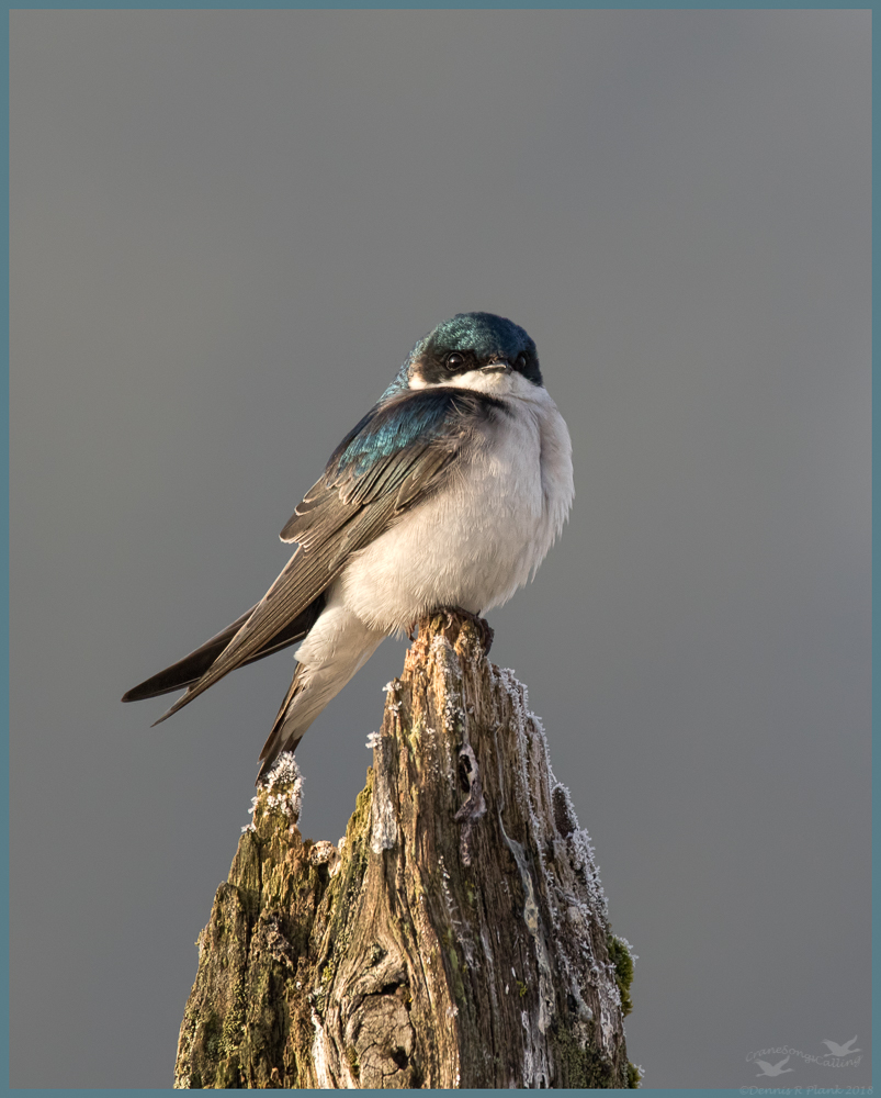 Tree Swallow