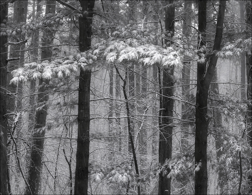 Snow in the Pine Forest