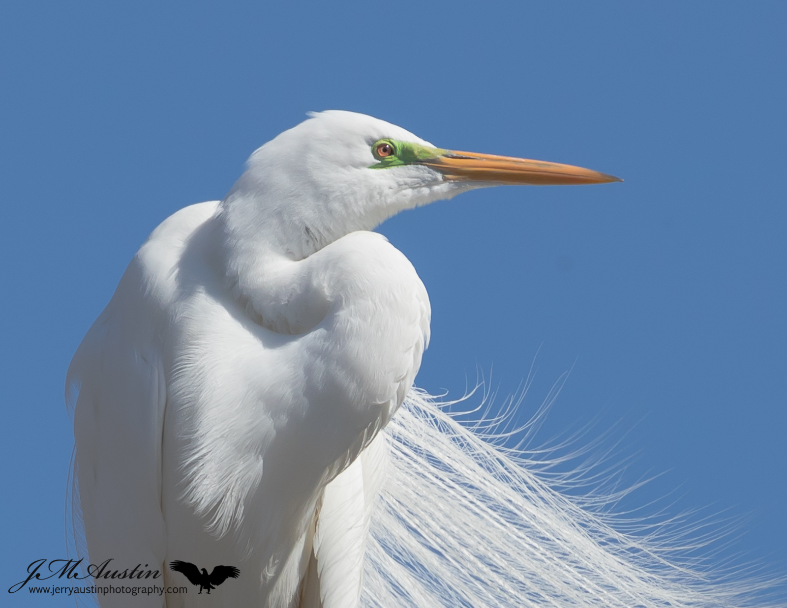Great Egret Portrait