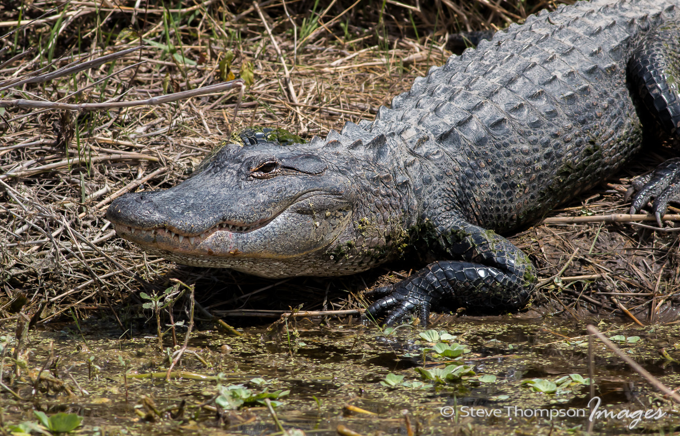 American Alligator