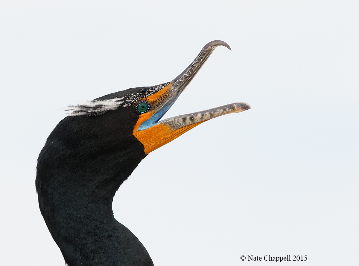 Double-crested Cormorant 