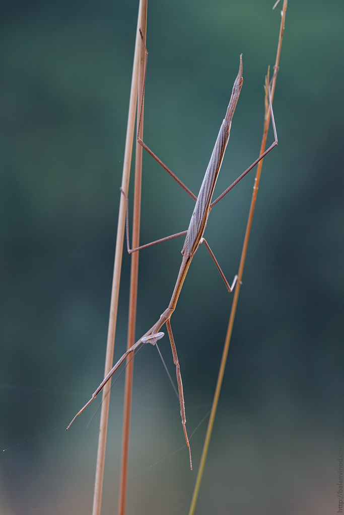 Stick Mantis