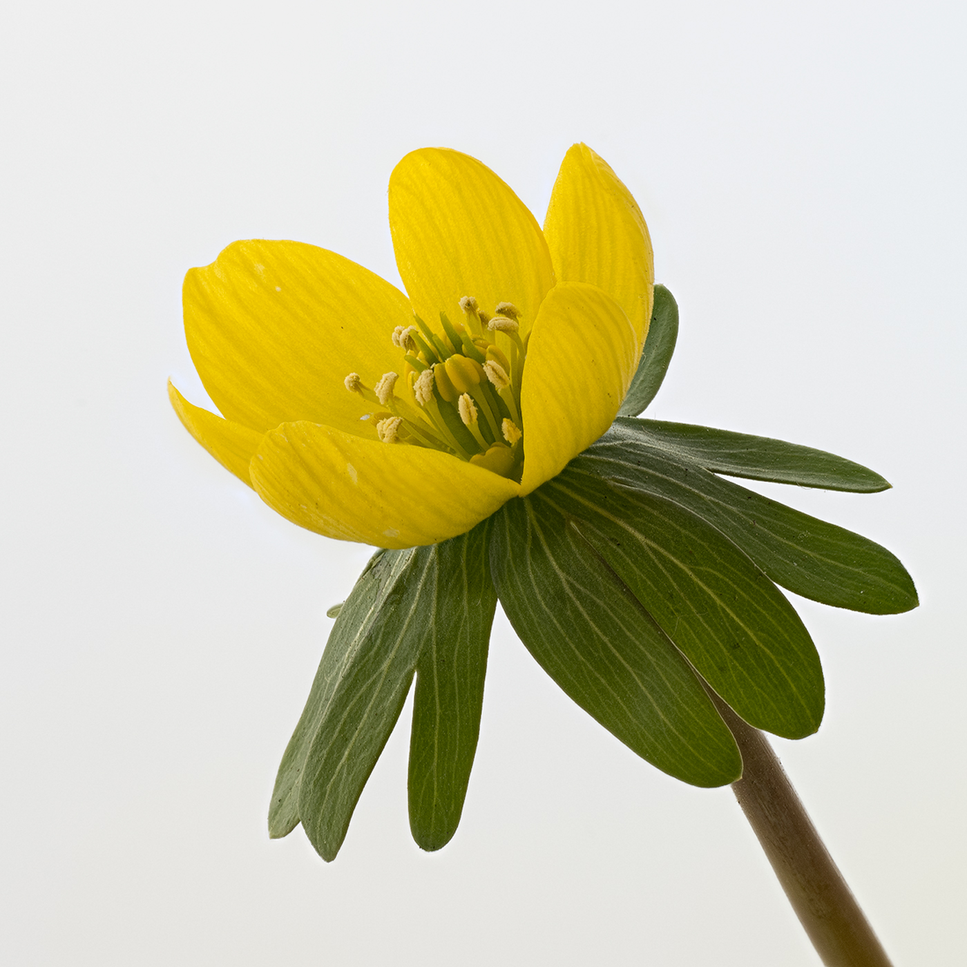 Winter Aconite