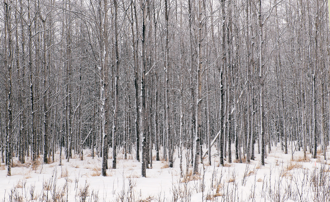 Trees #1