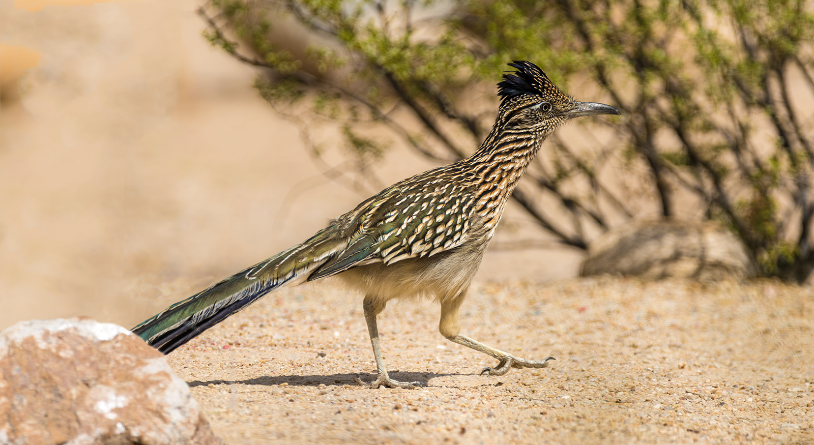 Greater Roadrunner