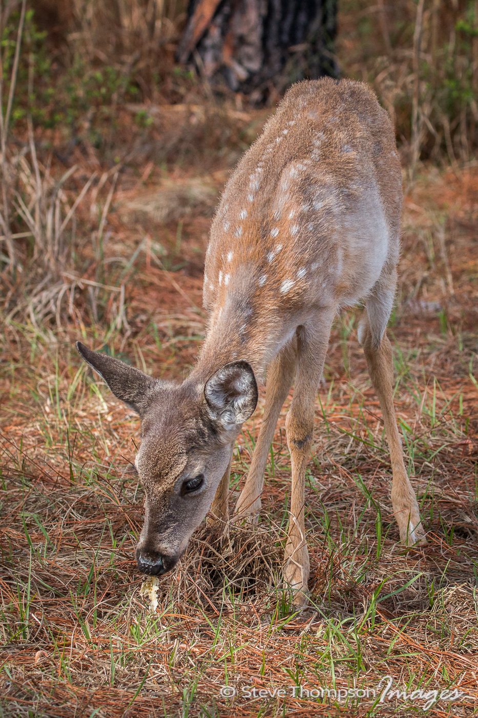 Florida Fawn