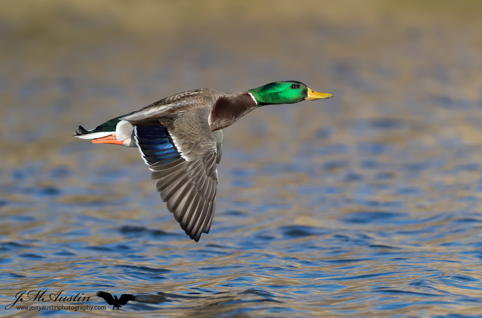 Water Skimming Mallard