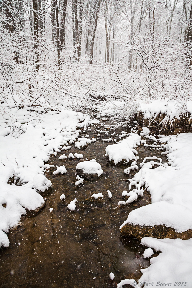 Snowing in the Woods