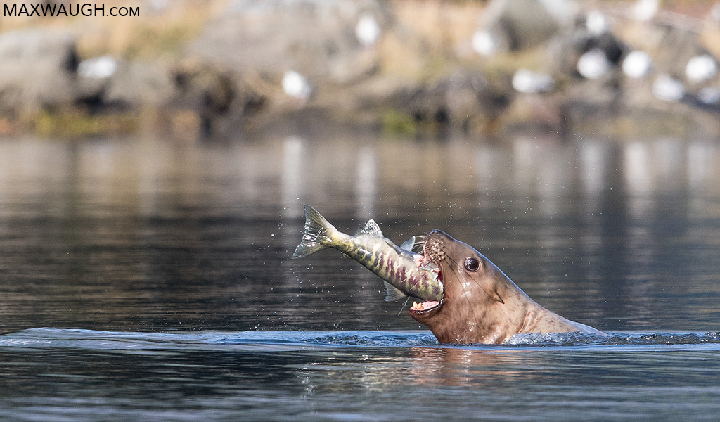 Steller Sea Lion
