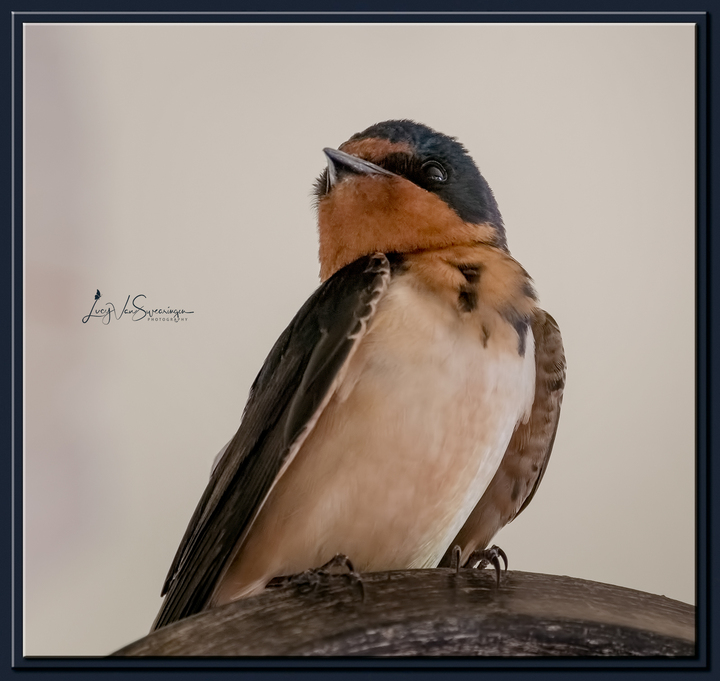 Barn Babies Return!