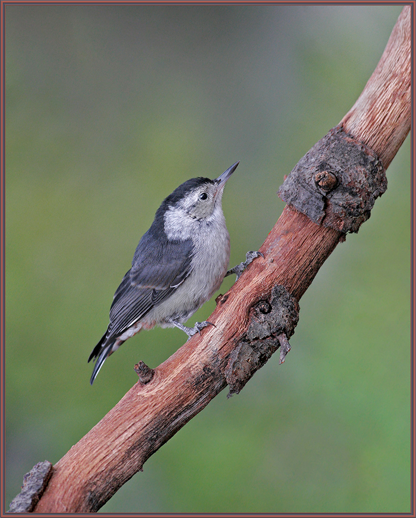 W-B Nuthatch