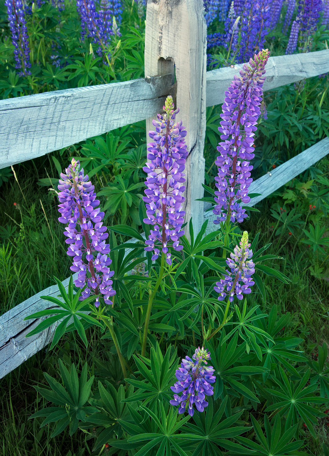 Fence &Lupines WC# 831