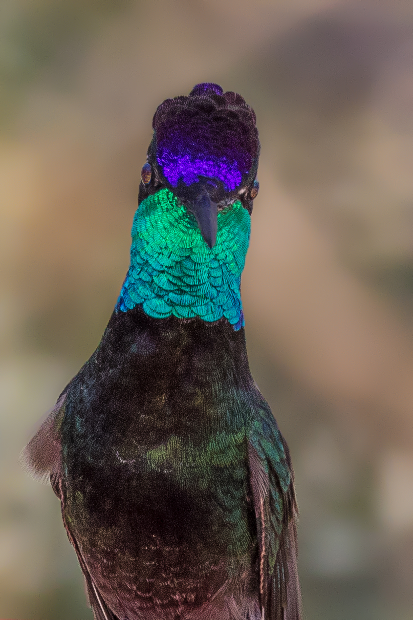 Rivoli's Hummingbird