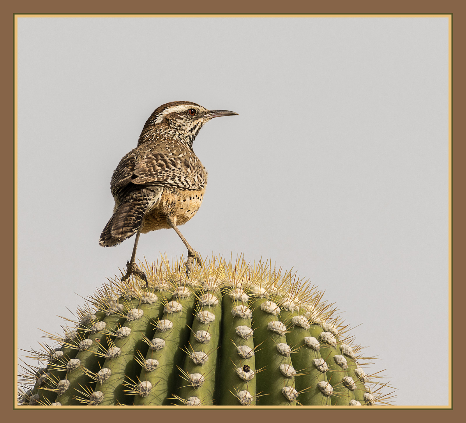 Cactus Wren