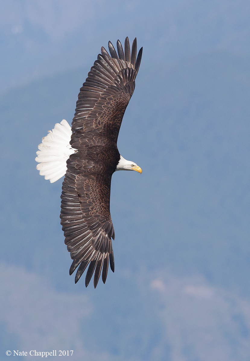 Bald Eagle Banking 