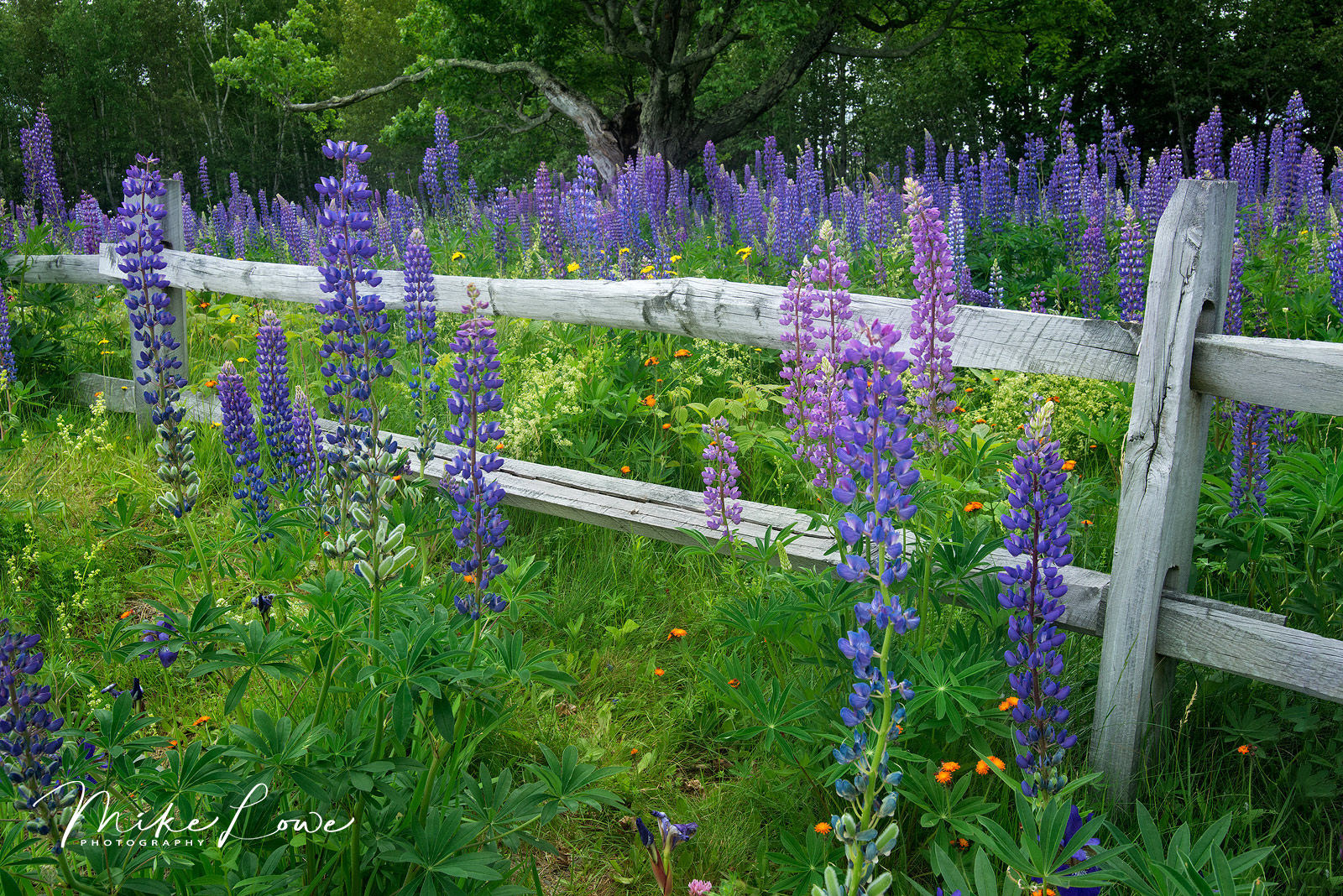 Fence & Lupines2 WC#831
