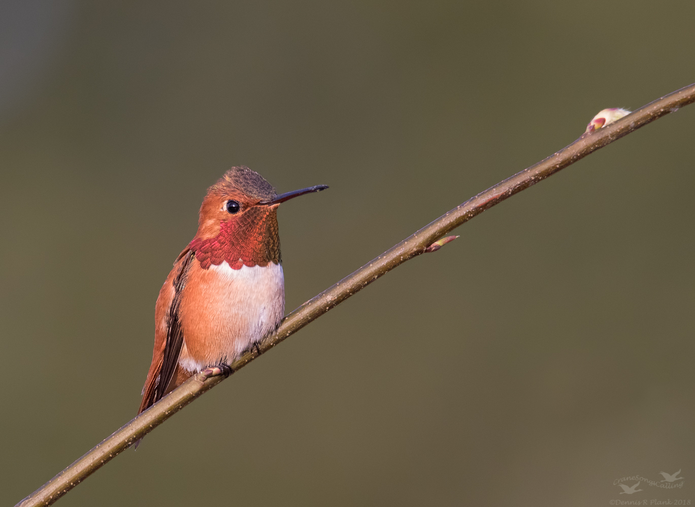 Rufous Hummingbird