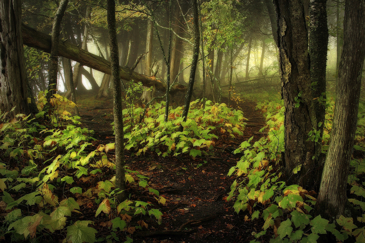Path at Cave Point