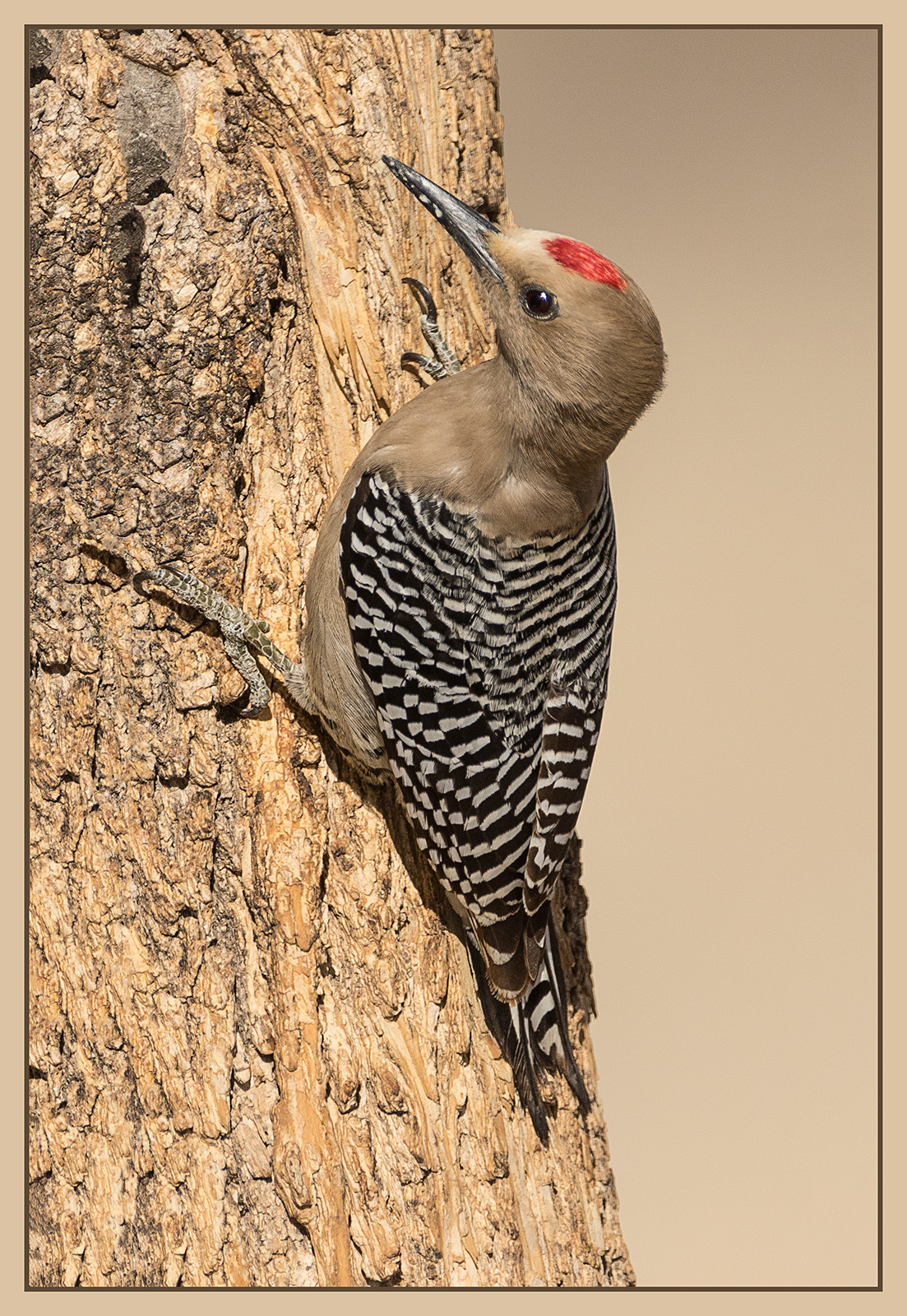 Gila Woodpecker