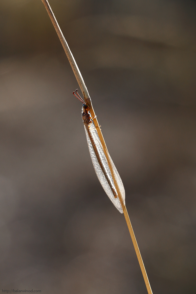 Ant Lion