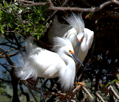 Snowy egret pair