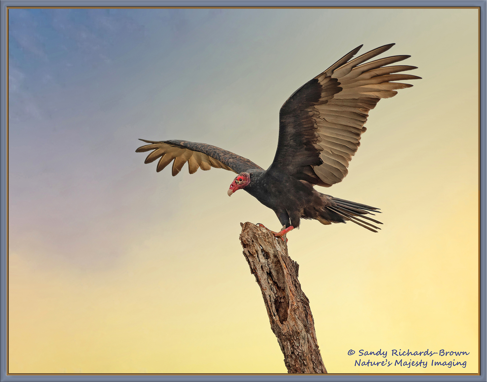 Just a Vulture....