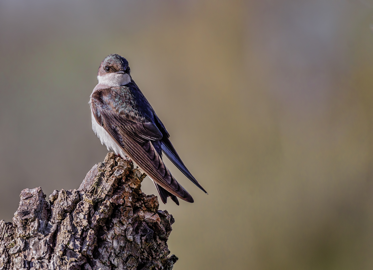 Tree Swallow (female)