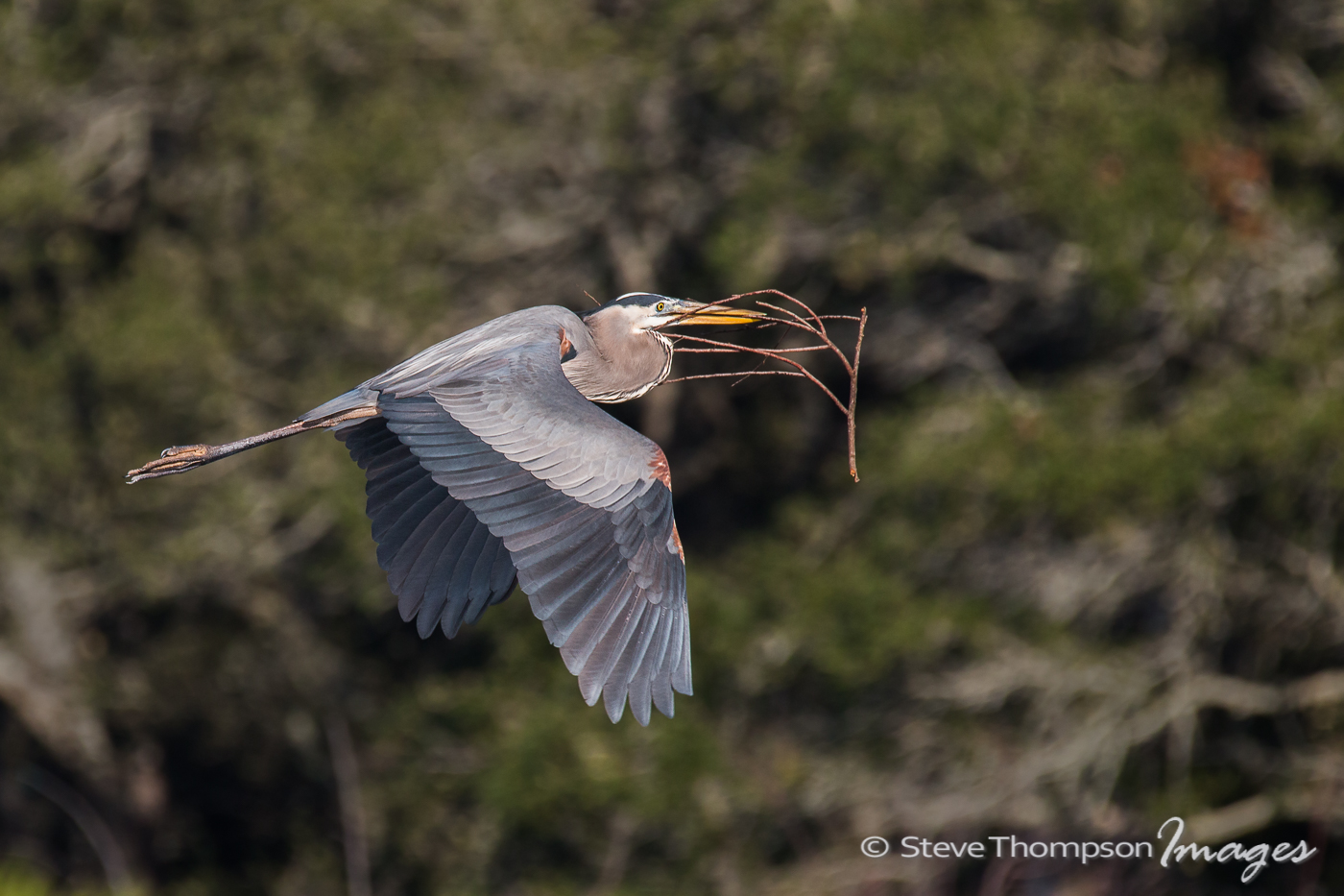 GBH Fetching Supplies