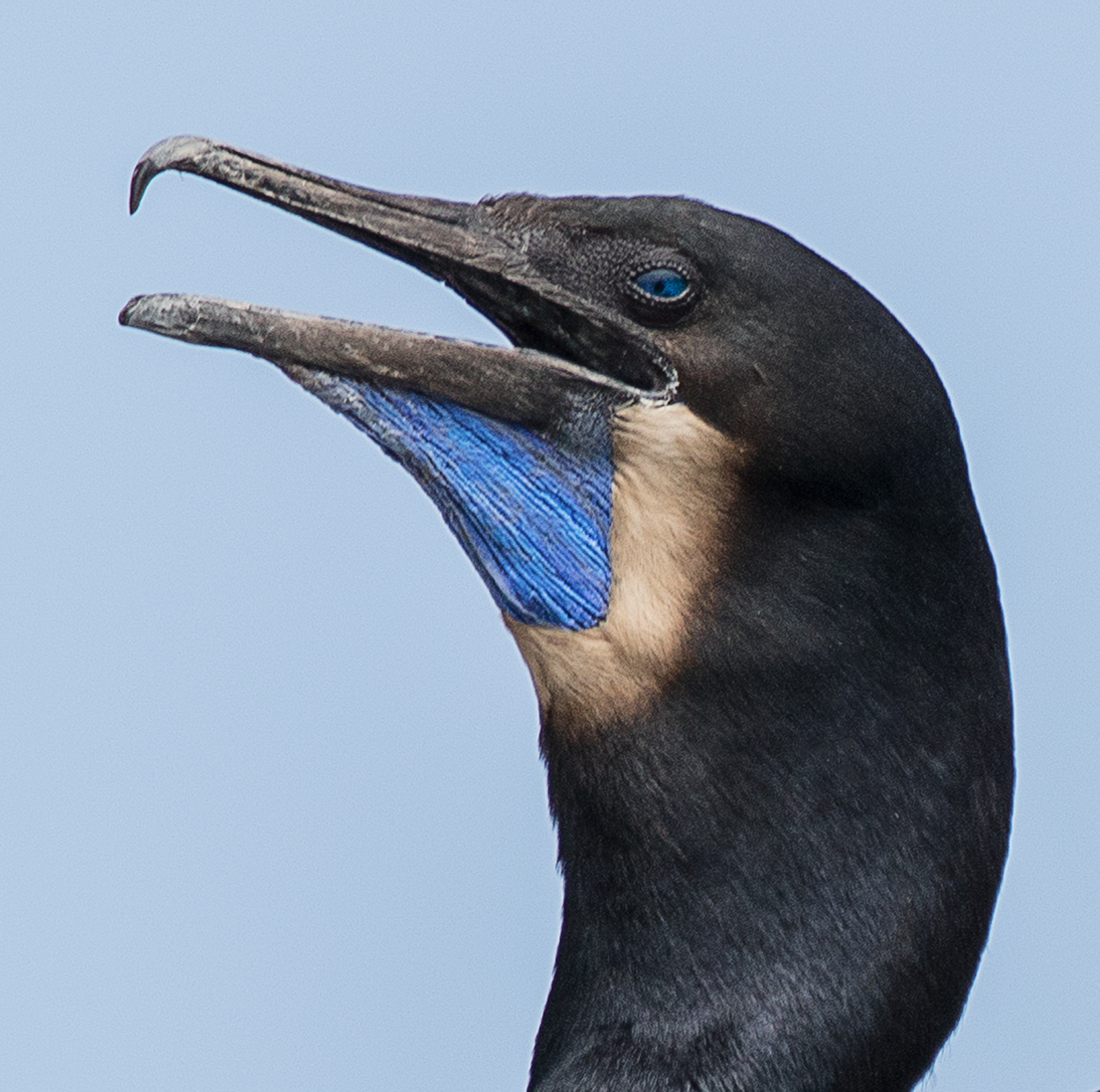 Brandt's Cormorant