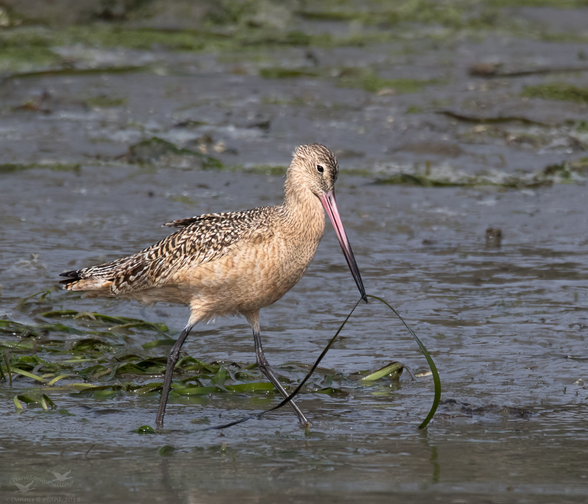 Marbled Godwit