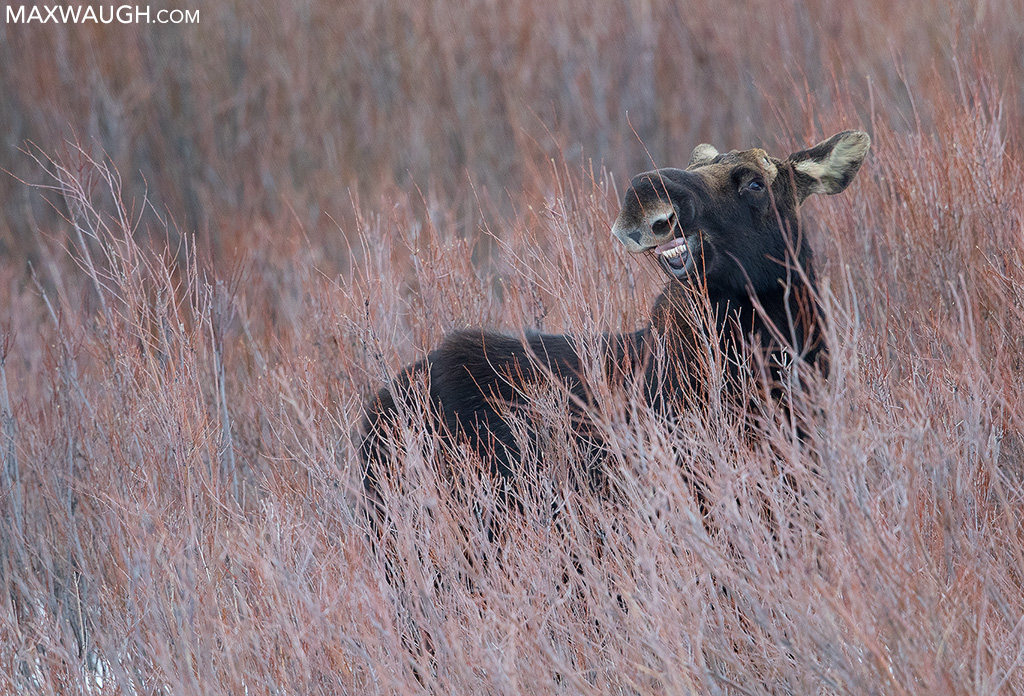 Moose in Willows