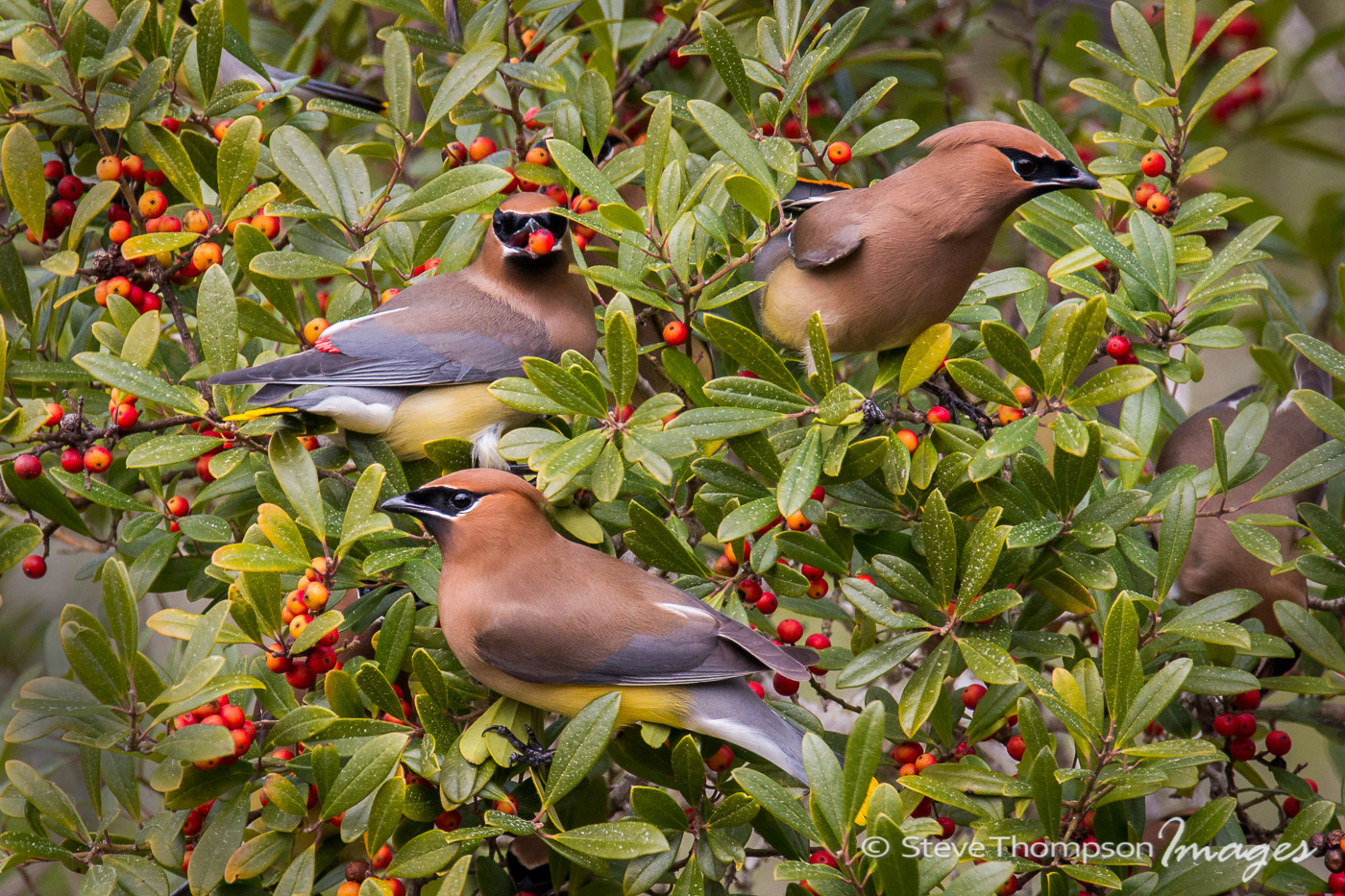 Waxwing Gang