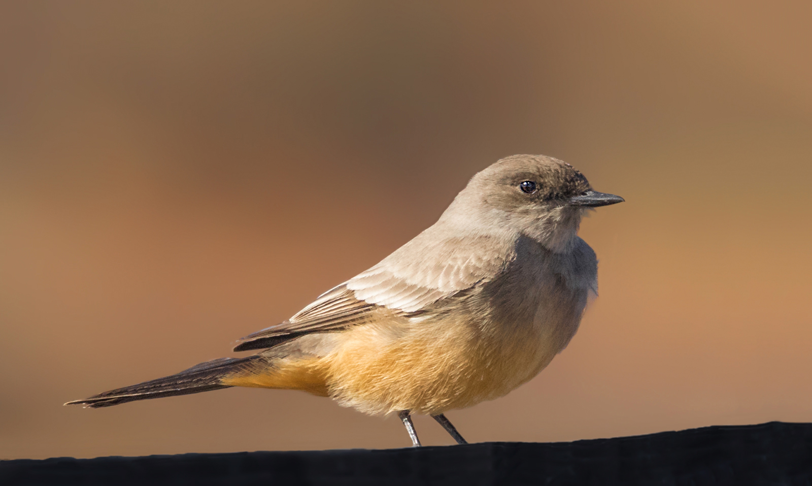 Say's Phoebe