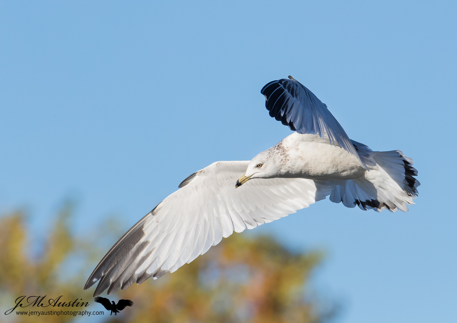 Gull in Flight