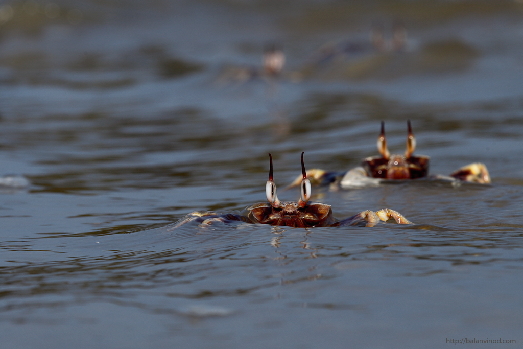 Water-Line