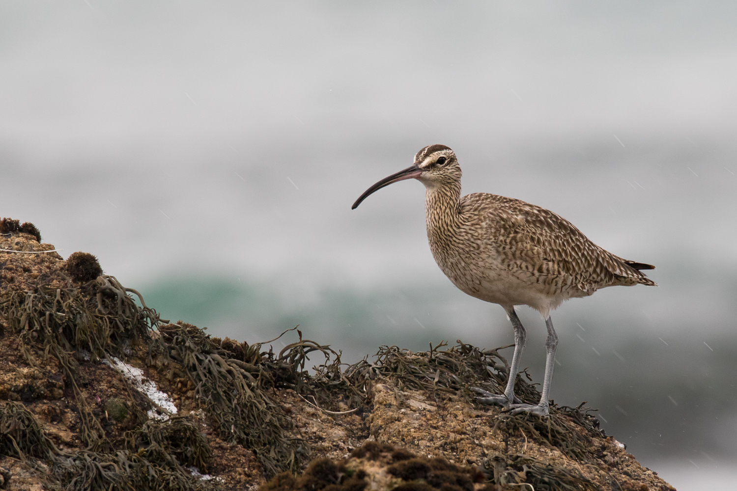 Whimbrel