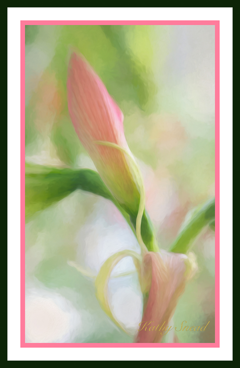 Amarylis Bud