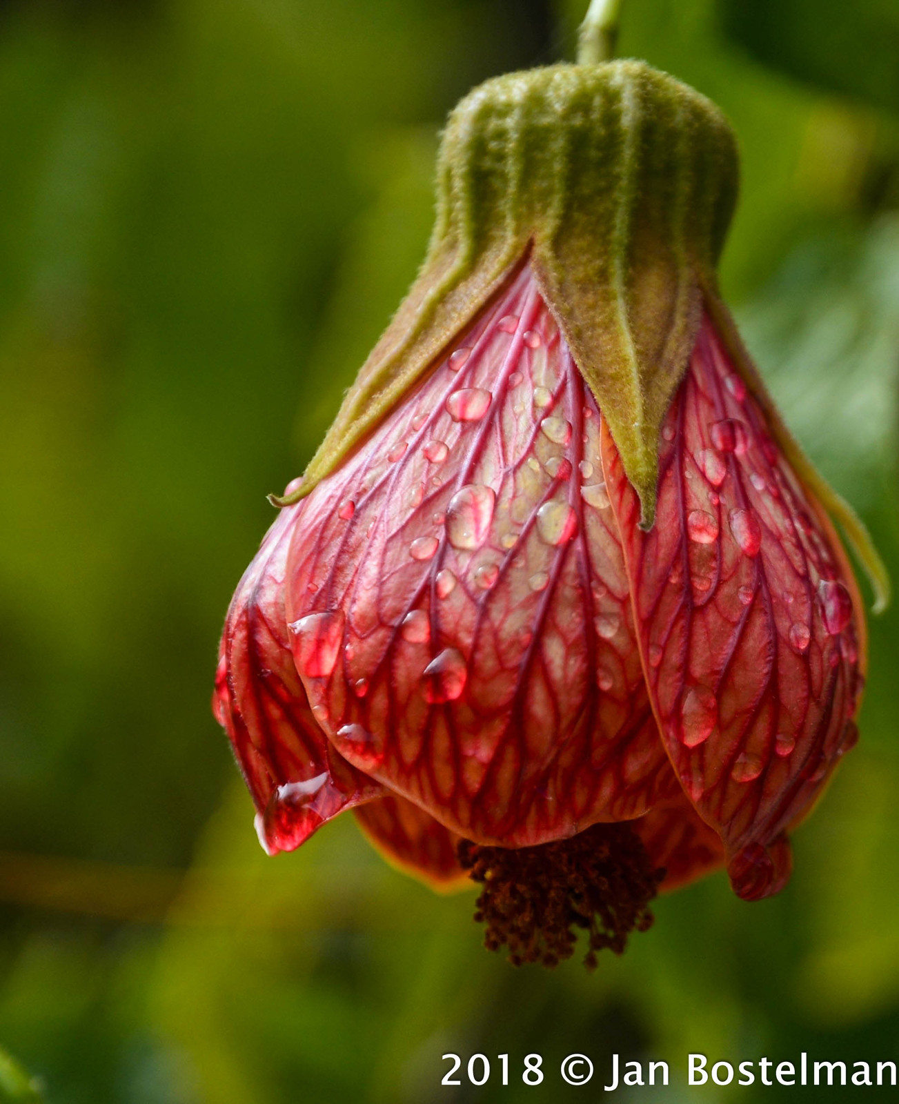 Andes Hibiscus