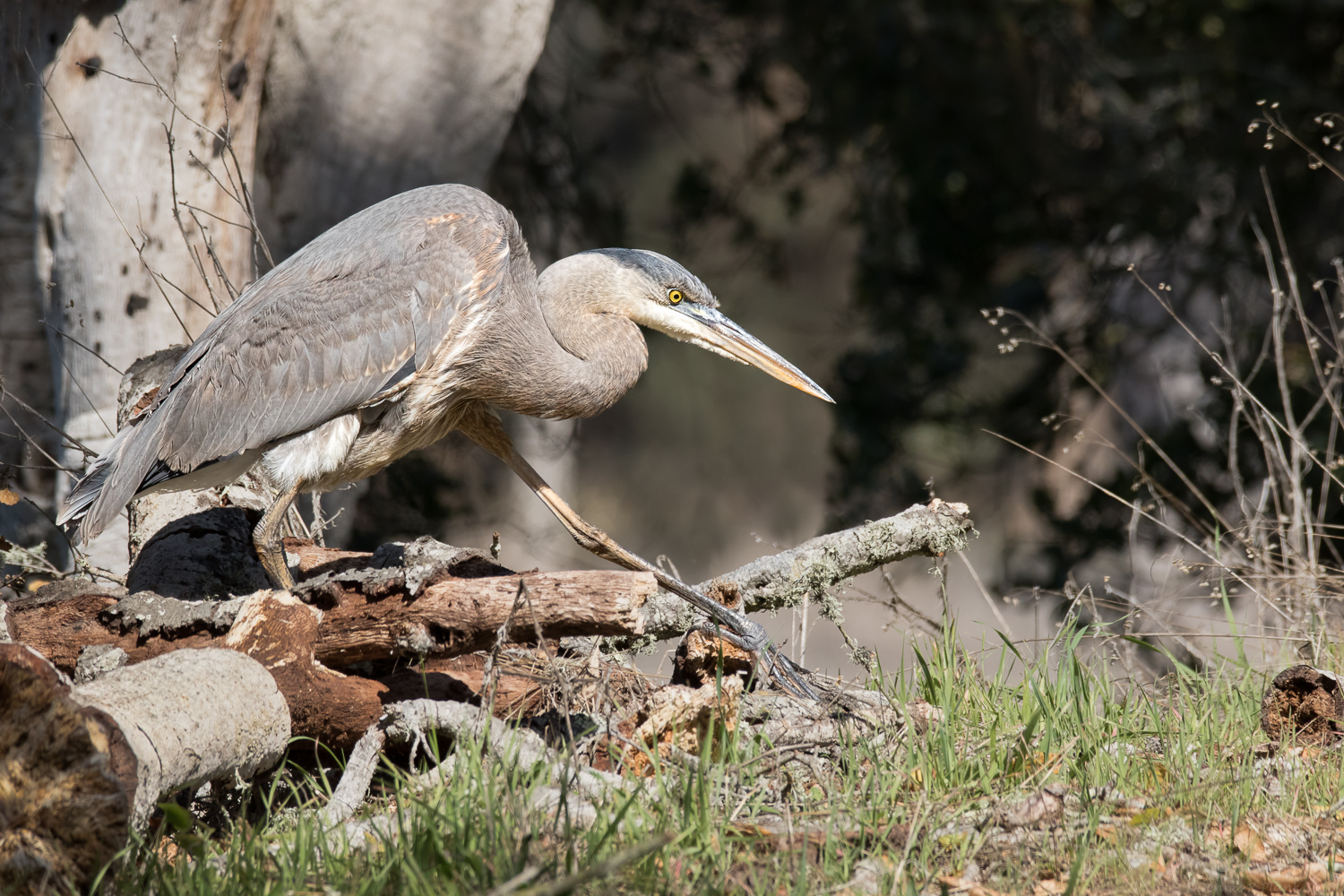 Great Blue Heron & RP