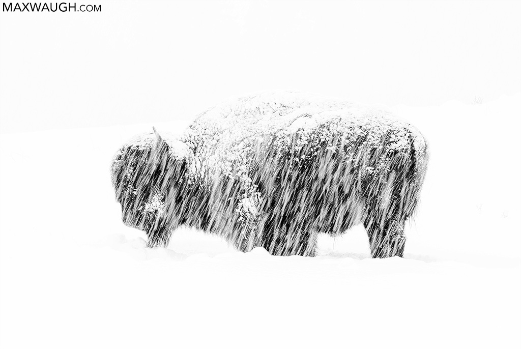 Bison in a Snowstorm
