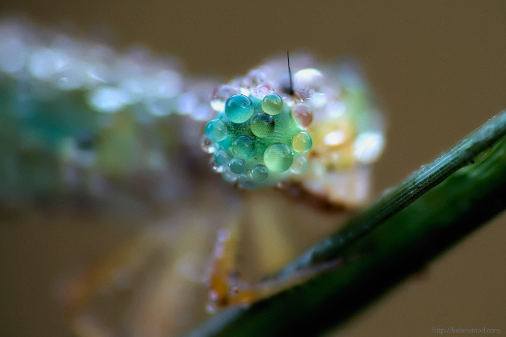 Dew Drops