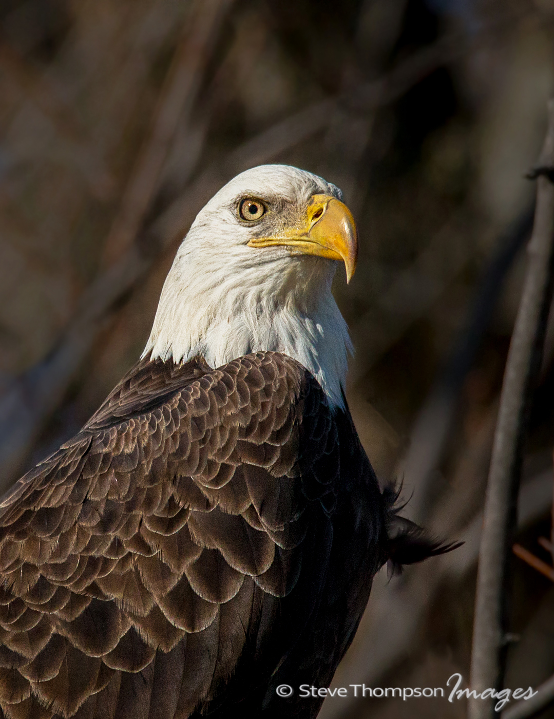 Eagle Portrait